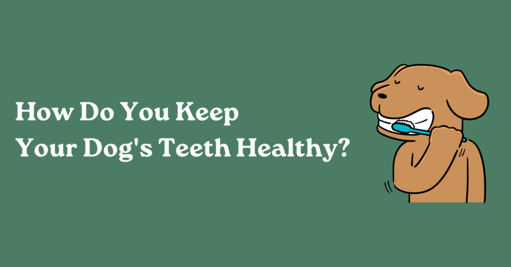 How Do You Keep Your Dog’s Teeth Healthy?