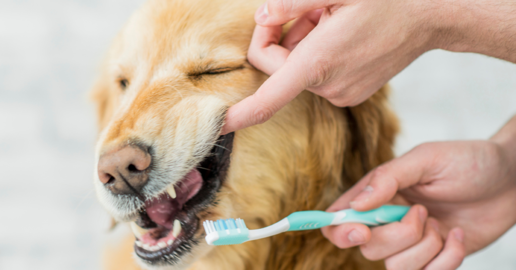 How Do You Keep Your Dogs Teeth Healthy